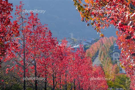 秋の京都桂坂タウン 写真素材 7283190 フォトライブラリー Photolibrary