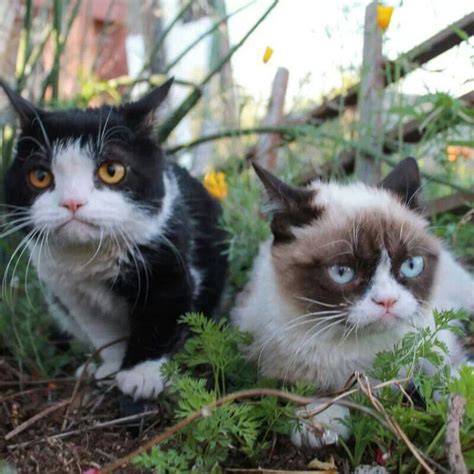 Pokey And Tardar Sauce Grumpycat ♡ Grumpy Cat Grumpy Cat Humor