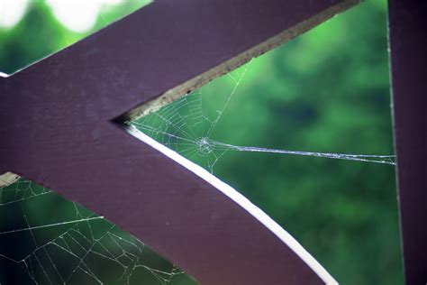 무료 이미지 잔디 비행 햇빛 잎 창문 유리 선 녹색 색깔 자연스러운 공원 자료 무척추 동물 거미줄