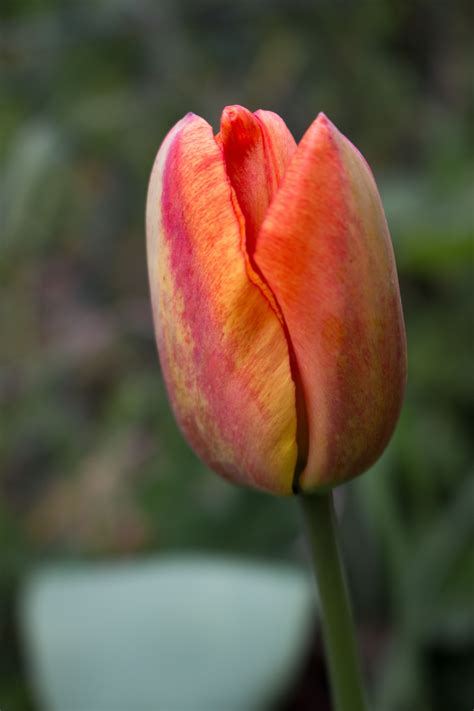 tulipano arancione | Flowers, Plants, Rose