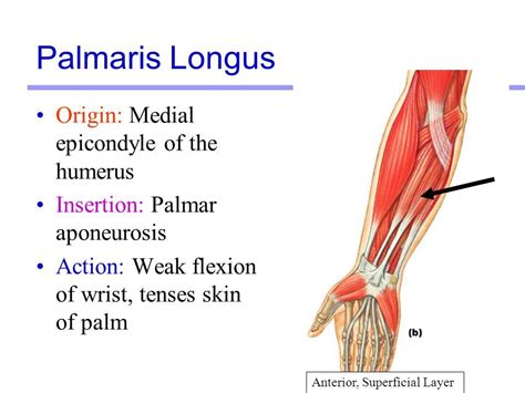 Muscles of the neck and vertebral column sternocleidomastoid (anterior neck) origin insertion action. Muscles Martini Chapter ppt video online download | Wrist anatomy, Anatomy, Muscle names