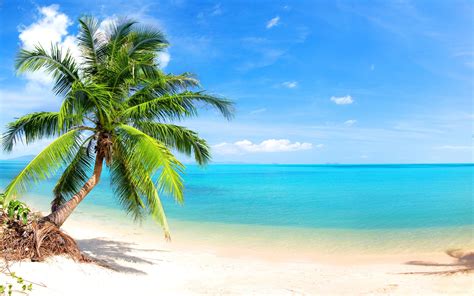 Palm Tree On Tropical Beach Hd Wallpaper Background Image 1920x1200