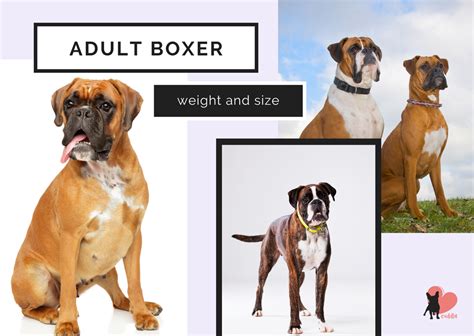 Boxer Growth Stages