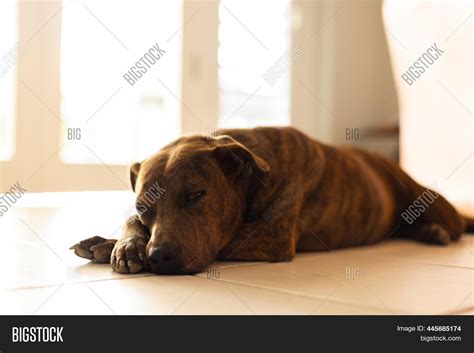 Dog Lying On Tiled Image And Photo Free Trial Bigstock