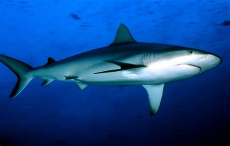 Grey Reef Shark Animal Wildlife