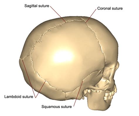 Frontal Bone Anatomy Labled