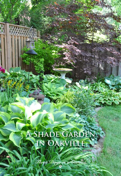 February 2, 2021 by wanda simone there's something about strolling along a path in a shady garden during the middle of summer that makes you want to sit down and relax. Three Dogs in a Garden: A Shade Garden in Oakville, Ontario