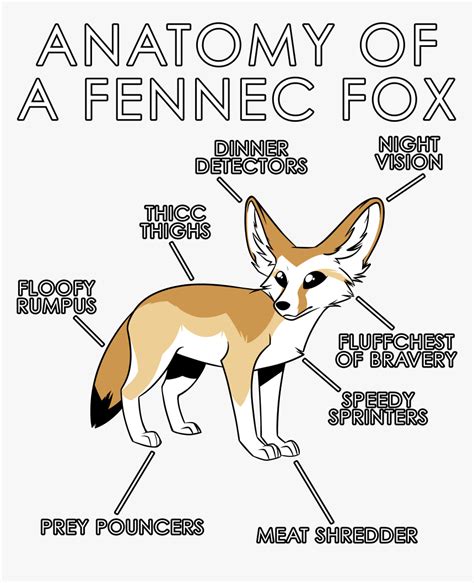 Anatomy Of A Fennec Fox Png Download Swift Fox Transparent Png