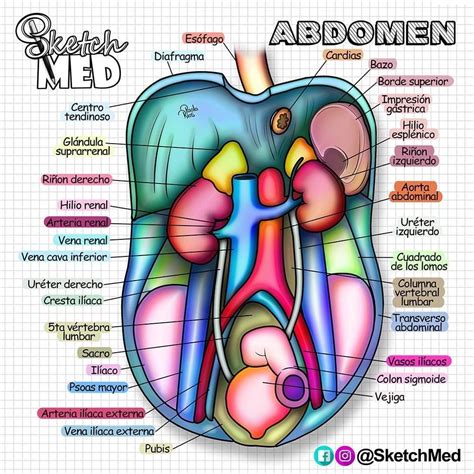 Abdomen Anatomía Médica Libros De Anatomia Anatomia Y Fisiologia Humana