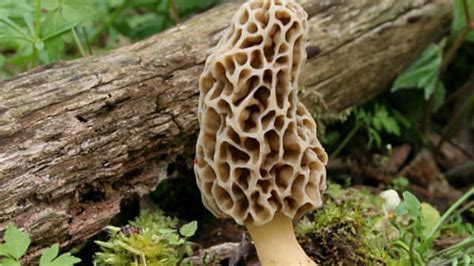 Petition · Ohio State Senate Change Ohios Wild Mushroom