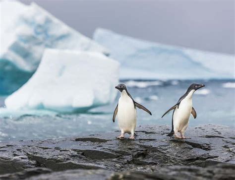 Warming Wont Give Emperor Penguins Happy Feet New Scientist
