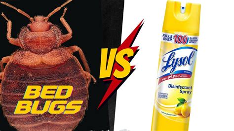 How To Use Lysol For Bed Bugs Complete Tutorial Youtube