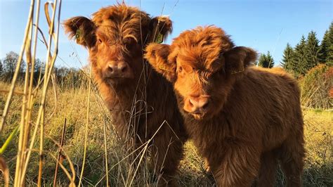 Scottish Highland Cattle In Finland Fluffy Cows And Autumn Colors