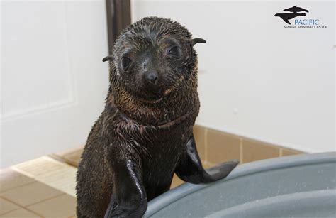 Meet The Patients Pacific Marine Mammal Rescue And Rehabilitation