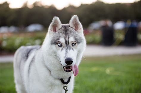 Silver The Husky At The Stanford Oval Bay Area Pet Photography A
