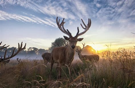 17 Ide Penting Deer Sunset Wallpaper