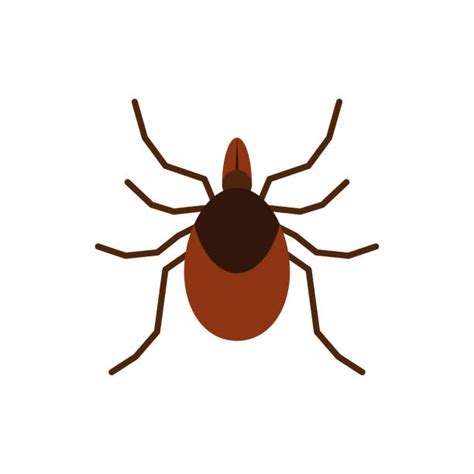 Ticks Bugs Clip Art Illustrations Royalty Free Vector Graphics And Clip