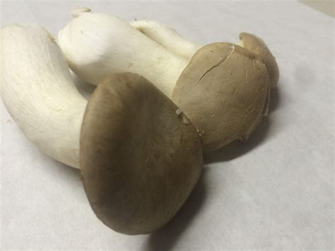 King Oyster Mushrooms Whole Earth Harvest