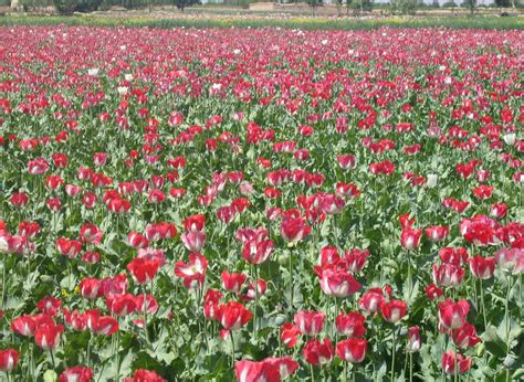 Toma nota de los recientes avances en la lucha contra la producción de opio y de la reducción de esa producción, sigue preocupado por el grave perjuicio que el cultivo de la adormidera y la producción, el tráfico y el consumo de opio siguen causando a la seguridad, el desarrollo y la gobernanza en el afganistán, así como a nivel regional. El opio y el contrabando destruyen uno de los mayores ...
