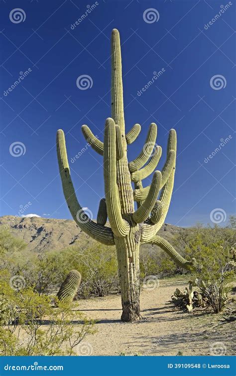 Big Saguaro Cactus Stock Photo Image Of Arizona Mountains 39109548