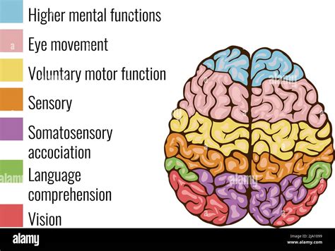 Human Brain Anatomy Function Area Mind System Infographic Composition