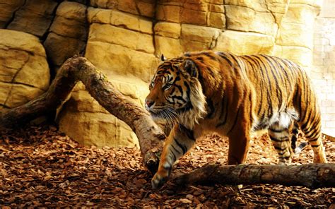 Can someone turn this into a wallpaper?, anyone have something similar to this?) submit direct links to images or imgur albums only. Cool Tiger Backgrounds ·① WallpaperTag