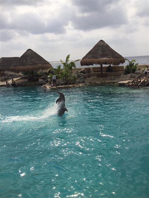 Tripadvisor | Cozumel Dolphin Trainer voor een dagprogramma | Mexico
