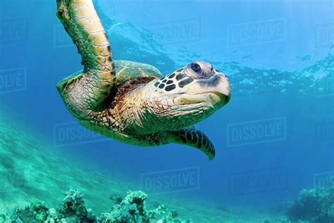 Hawaii Maui Green Sea Turtle Chelonia Mydas Honu Over Ocean Reef