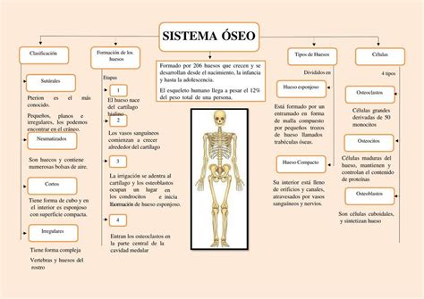 Mapa Conceptual Del Sistema Oseo