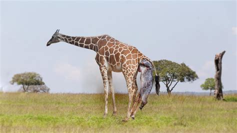 Witnessing A Miracle A Wild Giraffe Giving Birth To Her Calf Youtube
