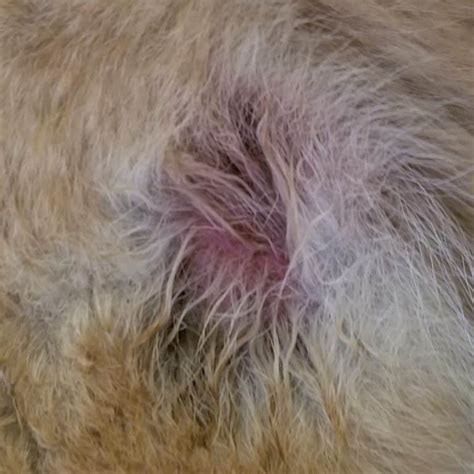 Causes And Treatment Of Dog Hot Spots The Dog Network