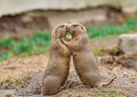 9 Facts About Prairie Dogs