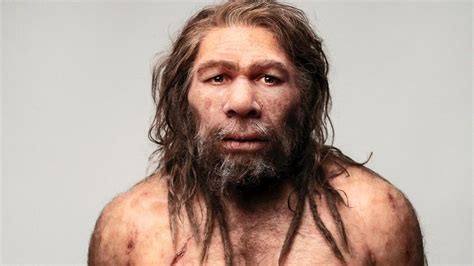 Neandertal Características Origen Evolución Y Extinción Proceso