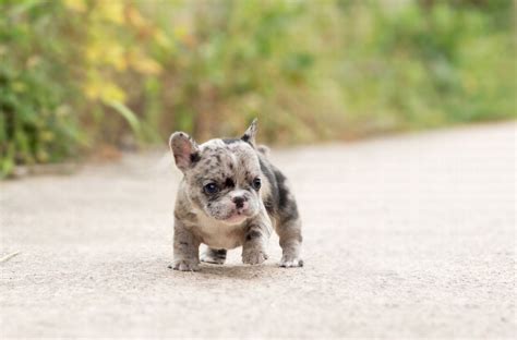 The french bulldog is small in size, and the teacup kind is not a variety but involves extremely miniature dogs which have been downsized to create an attractive, adorable breed. Rolly Merle French Bulldog for Sale - Teacup French Bulldog