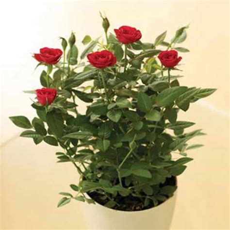 Miniature Rose Button Rose Red Plant Nature Rabbit