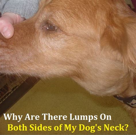 Dog With Lumps On Both Sides Of The Neck Heres What Vets Say Dog