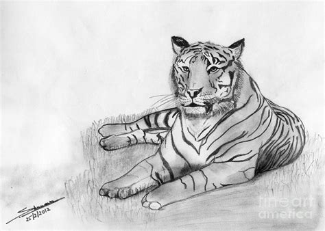 Transhu Tiger Art Drawing