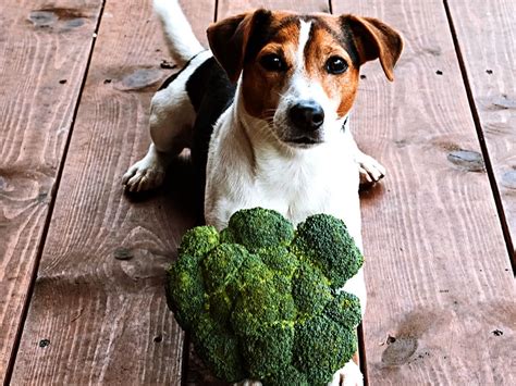 Can Dogs Eat Broccoli Spot
