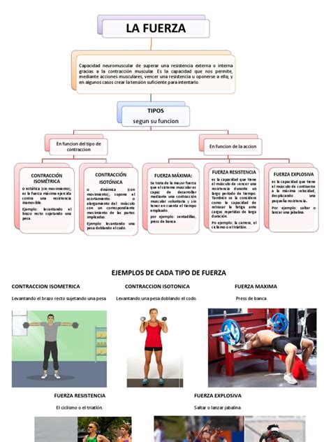 Mapa Conceptual La Fuerza Pdf Contracción Muscular Músculo