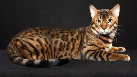 50 Sweet Bengal Cat Kitten Breed Fact Stock