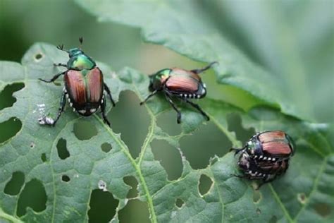 Top Most Fascinating Facts About Beetles Toplist Info
