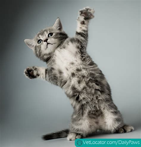 Cat Dancing Daily Paws