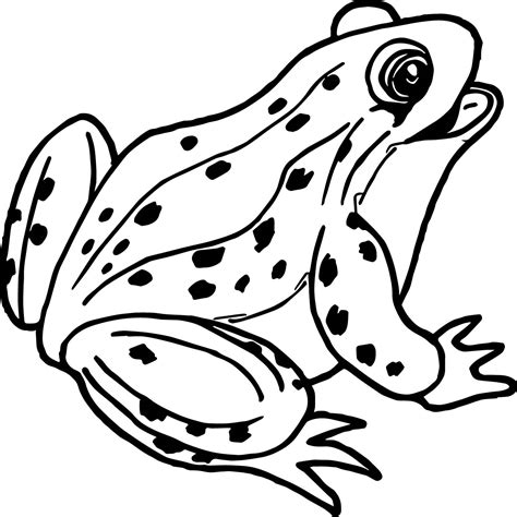 Frog Coloring Pages Color Small Jumping Drawing Tree Animals Wildlife