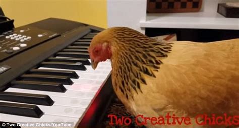 Chickens Piano Rendition Of America The Beautiful Daily Mail Online