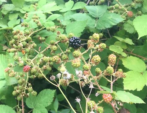 Blackberry Season Has Arrived In Puget Sound Thorns And All Seattle