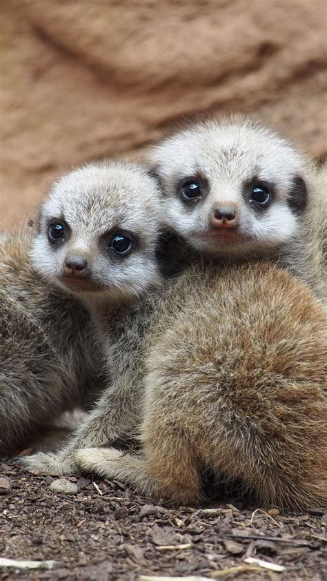 Wallpaper Meerkat Suricate Namib Desert Namibia Animal