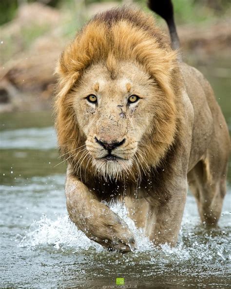 A Male Lion Crossing The Sand River In South Africa •• Marlon Du Toit