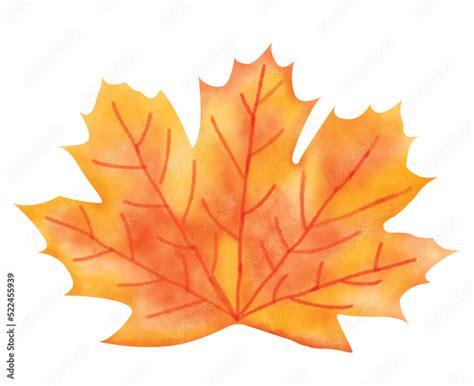 Maple Leaf Watercolor Clipart Autumn Digital Art Illustration Png