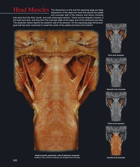 Mark Nielsen Anatomy - Anatomy Diagram Book