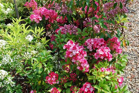 Evergreen Shrubs Planters Choice